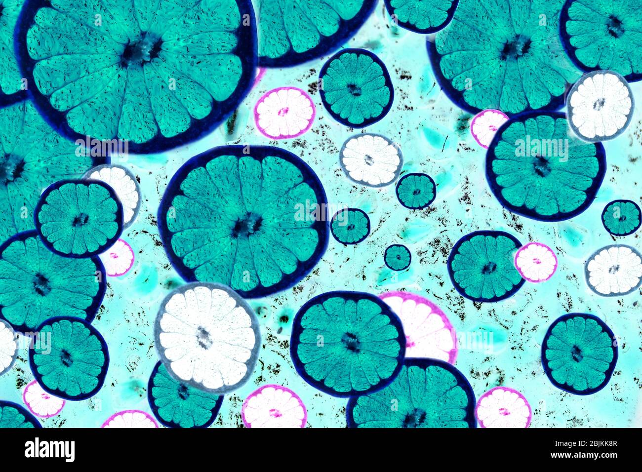 Light microscope bacteria hi-res stock images Alamy
