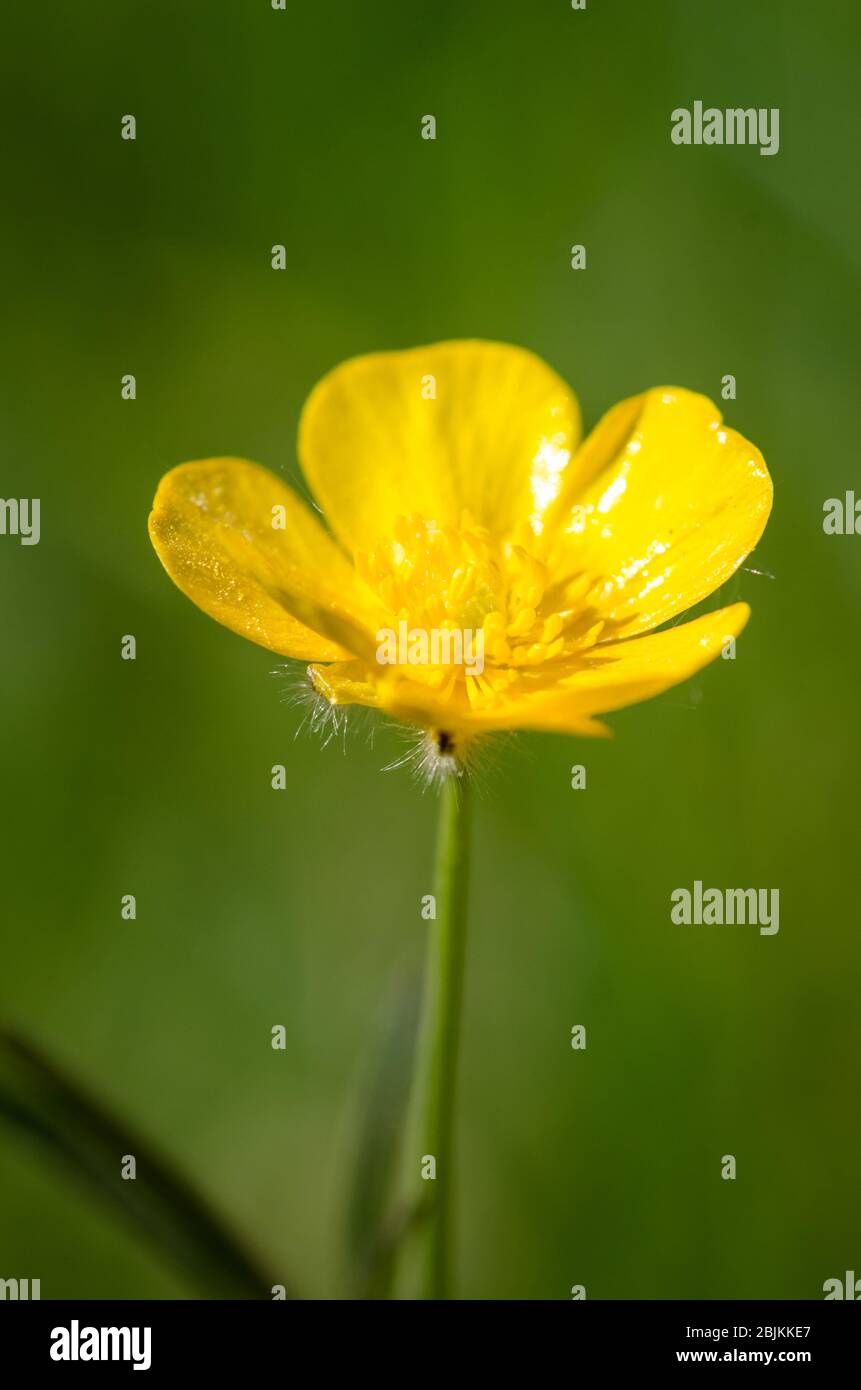 Ranunculus buttercup yellow flower, close up, known as buttercups, spearworts and water crowfoots in a meadow in the countryside in Germany Stock Photo