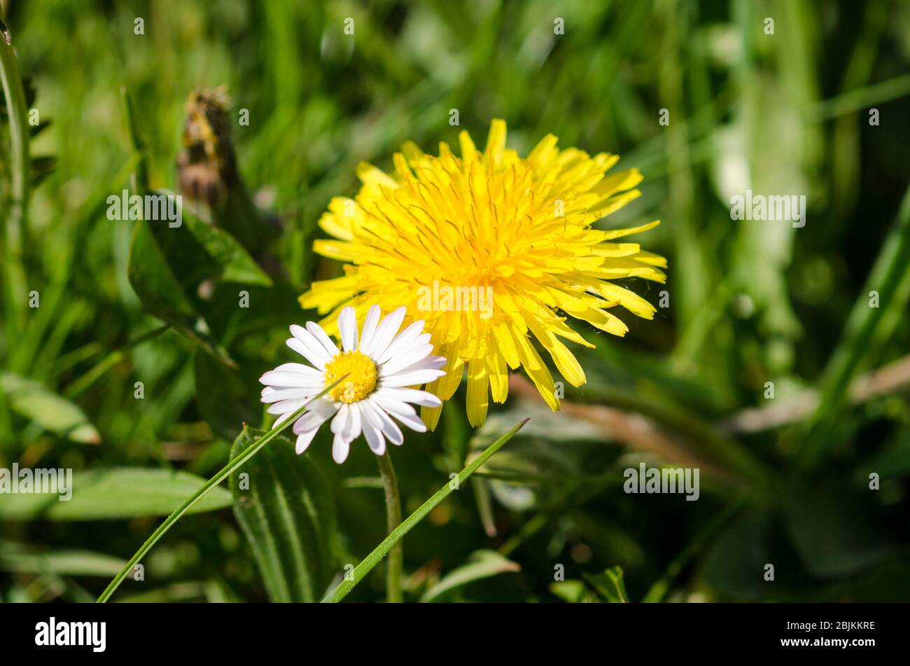 Are Dandelions Weeds Harmful To Dogs