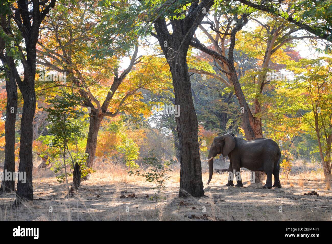 elephant enjoying dust bath in Zimbabwen teak forest, Hwange NP Stock Photo