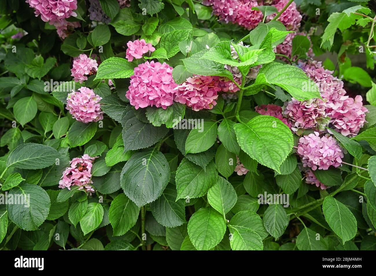 Beautiful hydrangea flowers in garden Stock Photo - Alamy