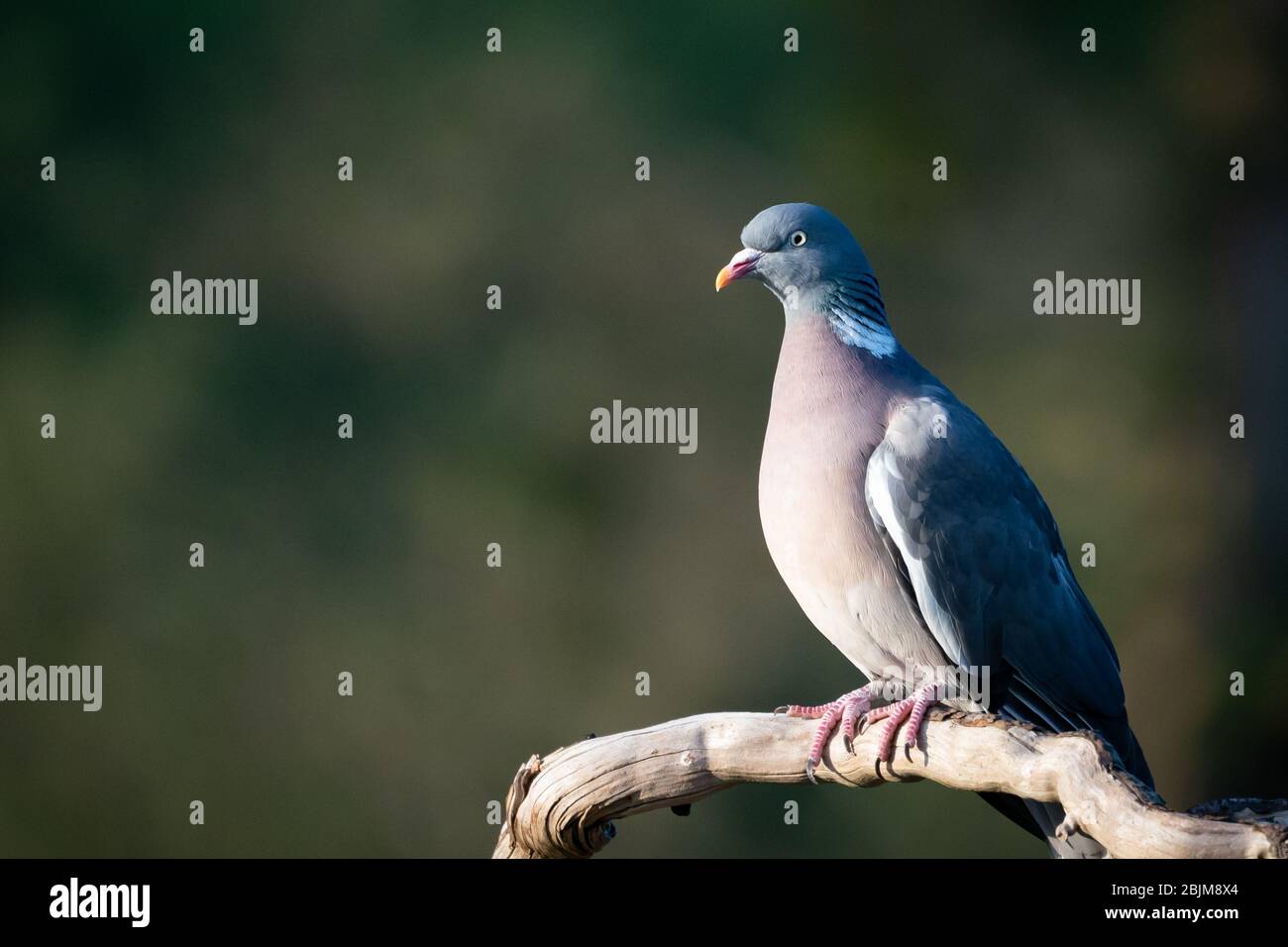 pigeon in the evening light on a branch Stock Photo