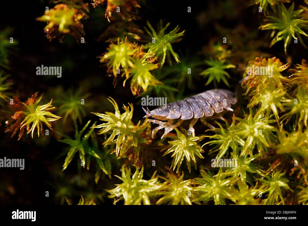 Woodlouse on moss of a tree, in a garden in England, UK. Stock Photo