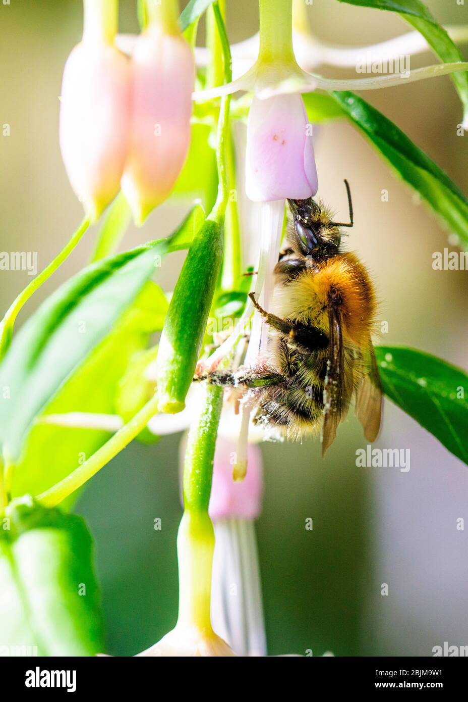 Bee gathering pollen from a fuschia plant in a garden in England, United Kingdom Stock Photo