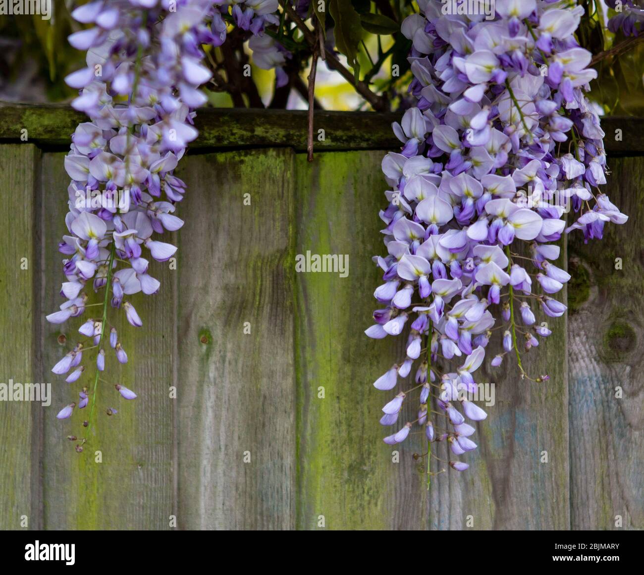 Purple wisteria hanging in front of fence Stock Photo