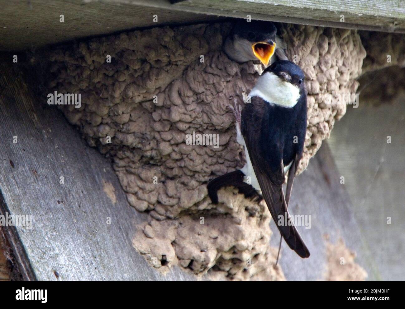 House martin nest hi-res stock photography and images - Alamy