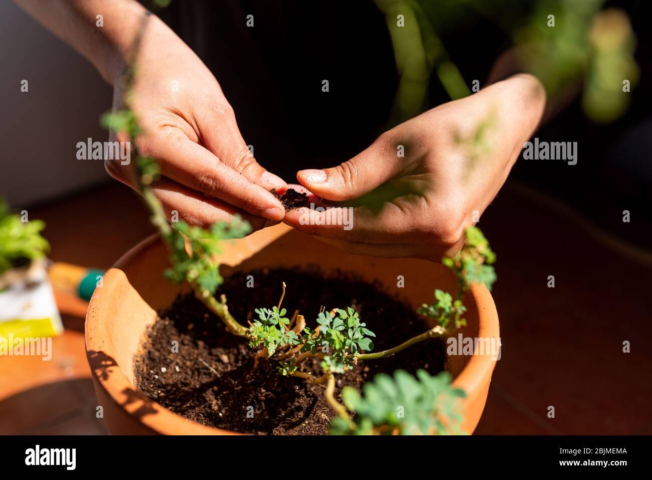 home gardening in the terrace in spring, growing new plants, a popular home decor idea good for mental health Stock Photo