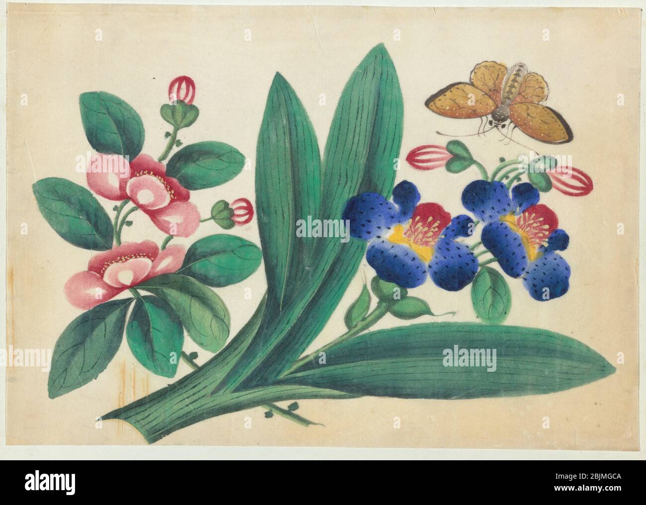 Flowers and butterfly. Chinese paintings. Date Created 1800 1899 (Approximate). Painting