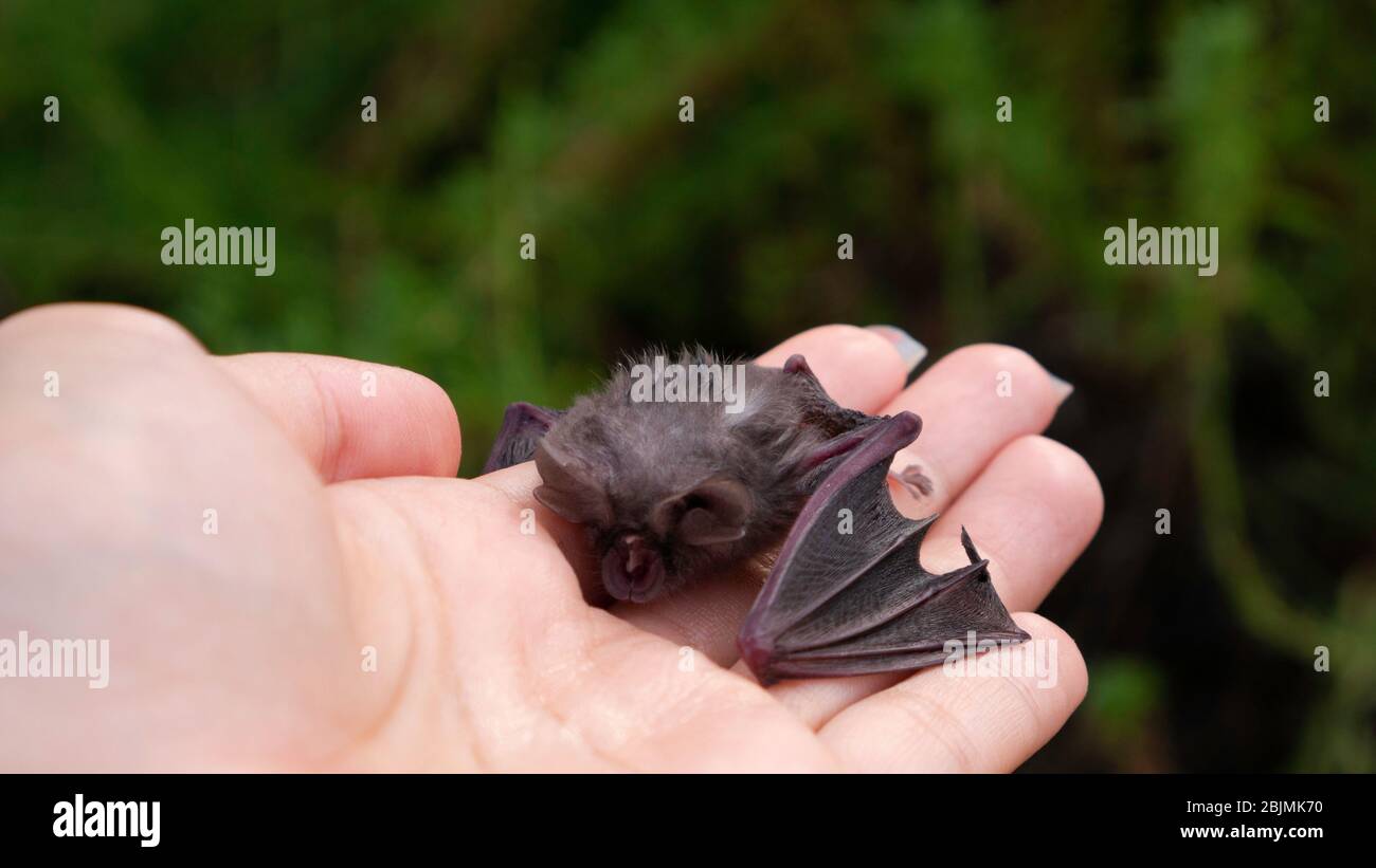 Baby bat in the woman's hand. Stock Photo