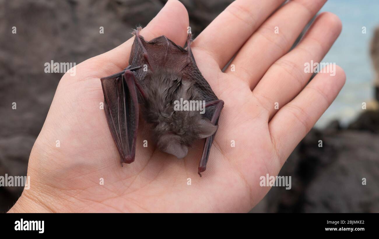 Baby bat i the woman's hand - The Egyptian slit-faced bat. Stock Photo