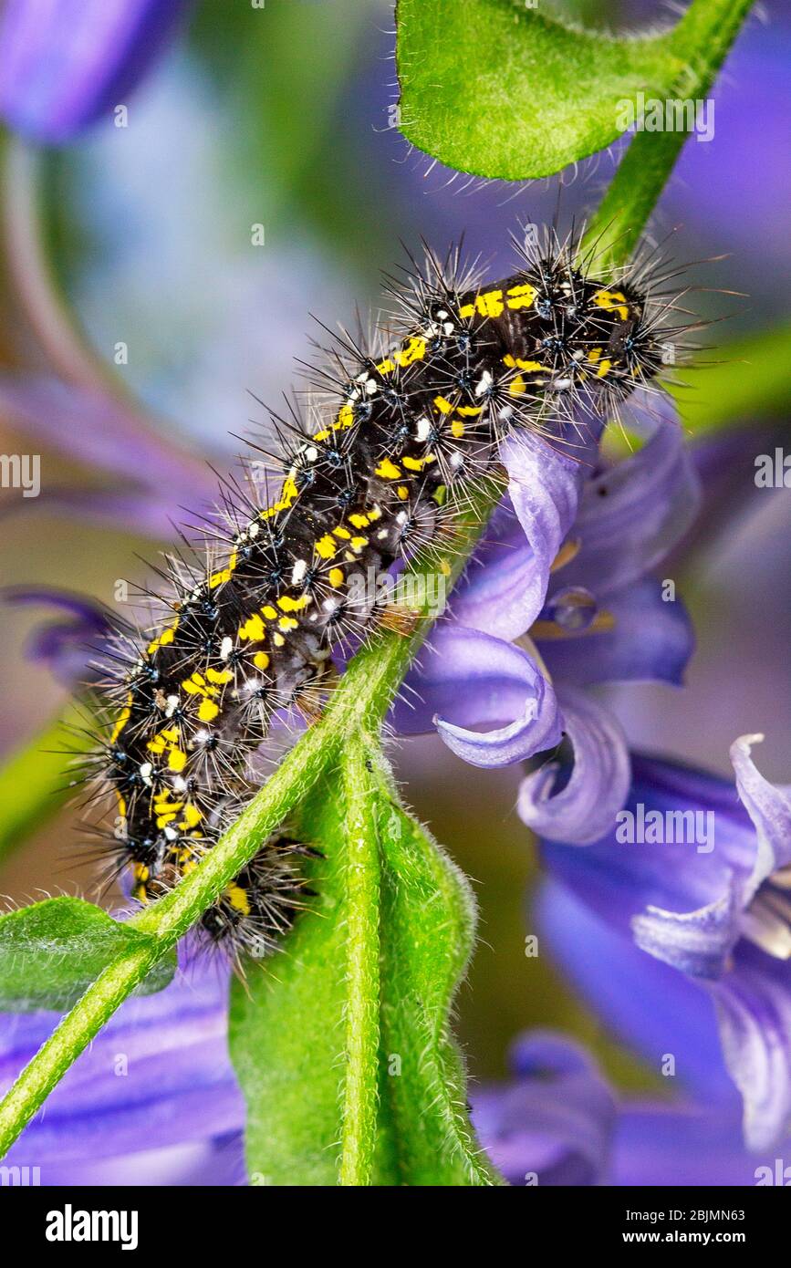 Scarlet Tiger caterpillar on bluebells in a garden in Oxfordshire, England, UK. Stock Photo