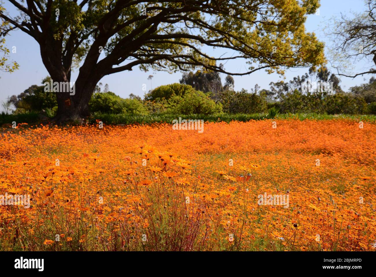 South African outdoor photos by Friedrich von Horsten. Stock Photo