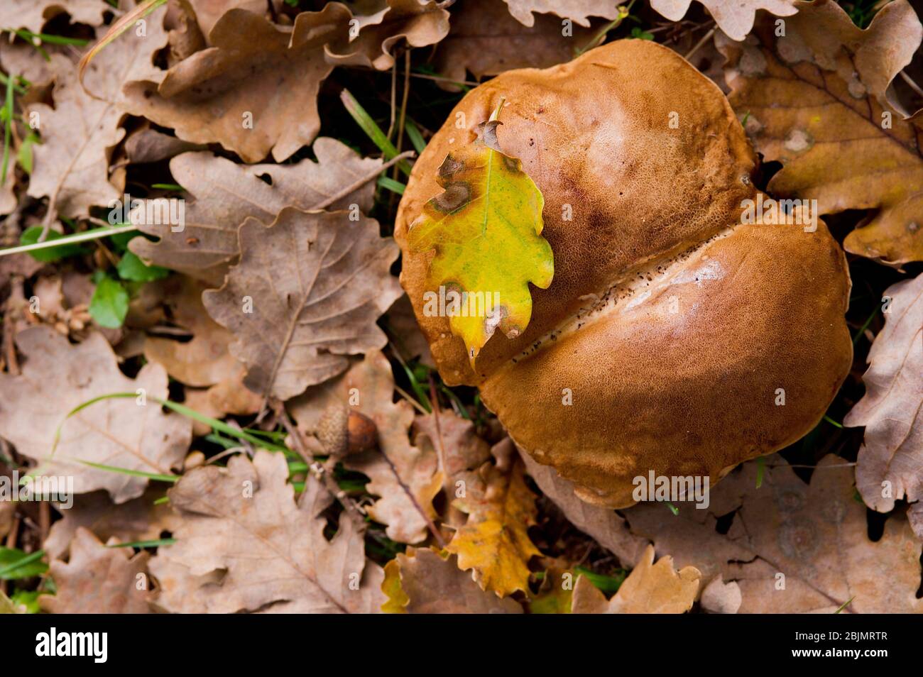 Mushroom, Black or bronze porcino, Boletus aereus. Mushroom, Italy