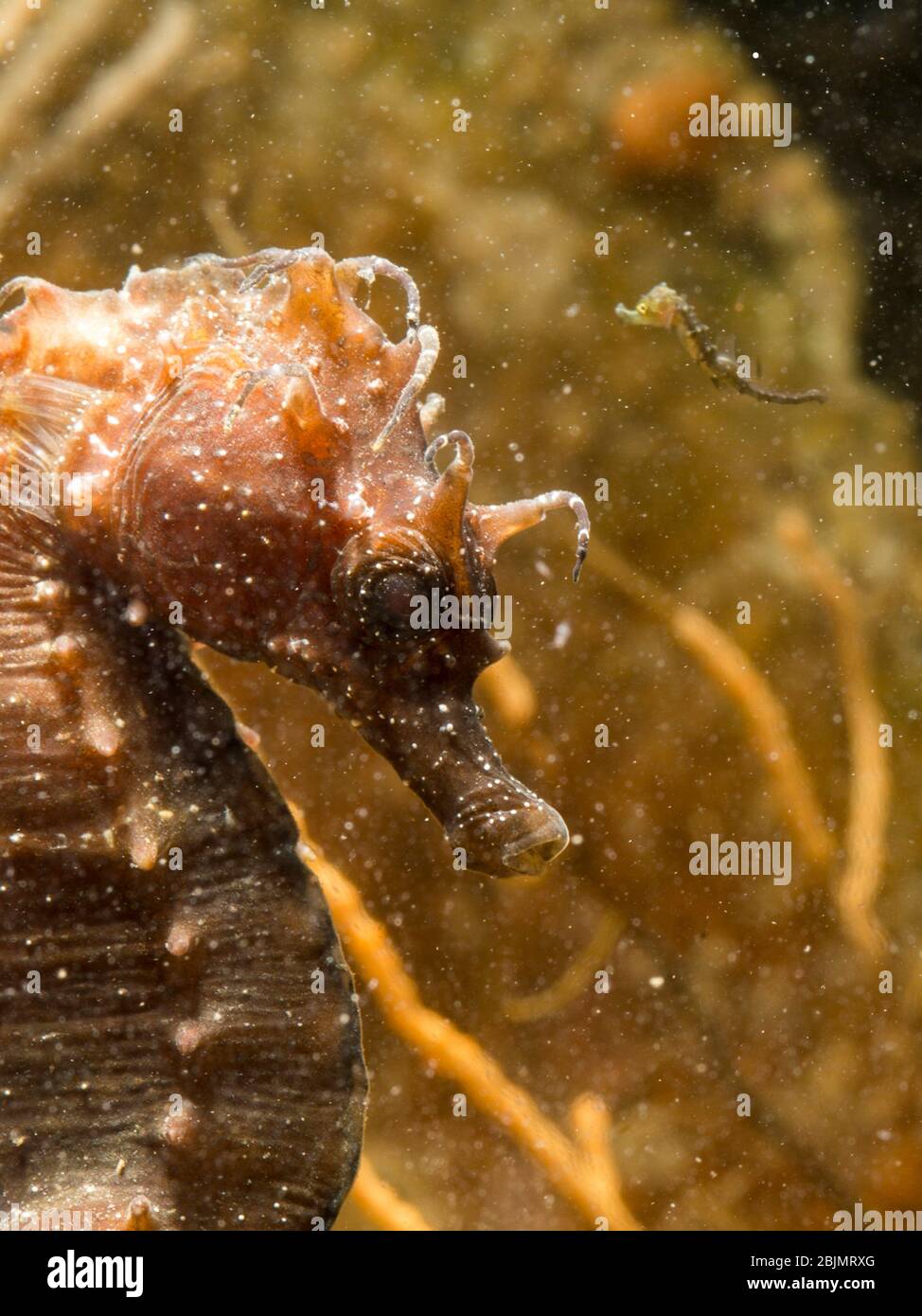 Long-snouted Seahorse Hippocampus guttulatus and babie, soon soon after liberation from brood pouch, Male seahorse just gave birth. Alghero. Stock Photo