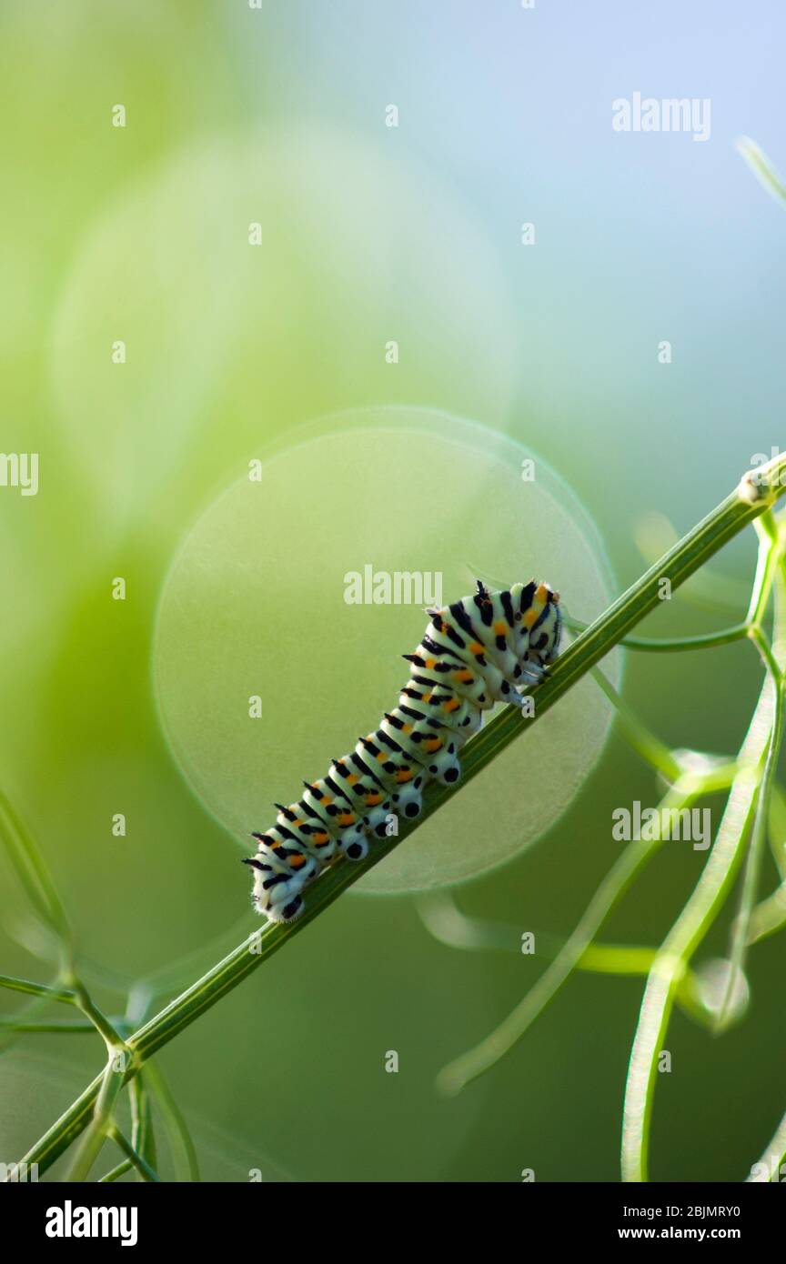 Caterpillar Swallowtail butterfly (Papilio machaon) Sassari, SS, Sardegna, Italy. Stock Photo