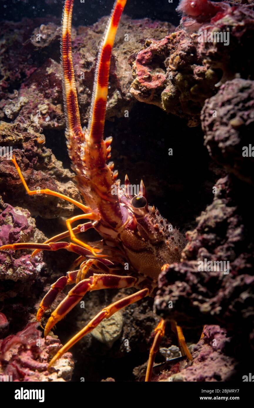 Palinurus elephas hires stock photography and images Alamy