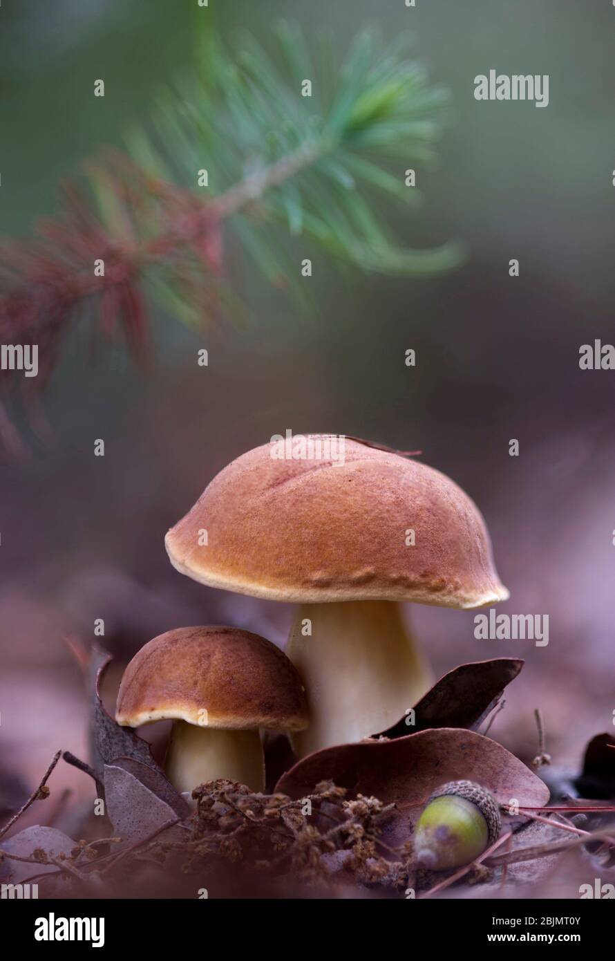 Mushroom (Xerocomus cfr. armeniacus) Stock Photo