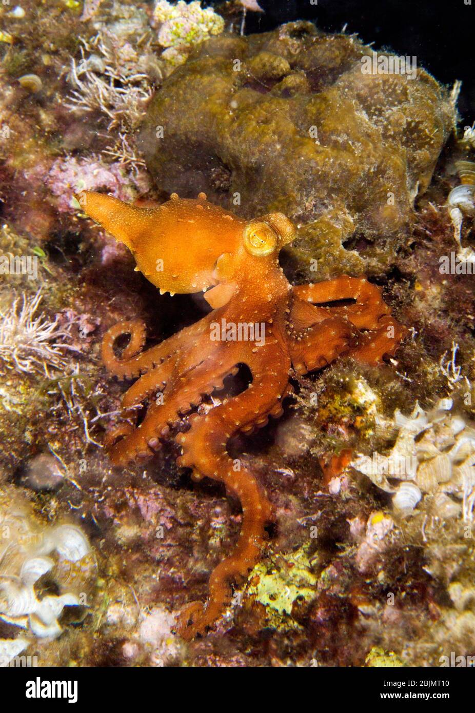 Whitespotted octopus, Octopus macropus, Alghero, (Sardinia), Italy (Mediterranean sea). Stock Photo