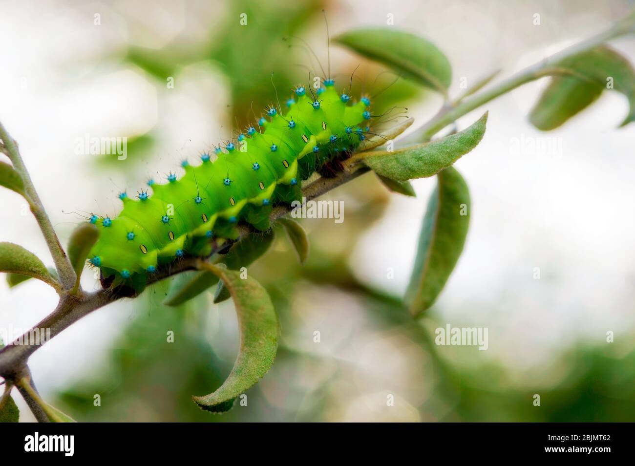 Saturniid caterpillar hi-res stock photography and images - Alamy