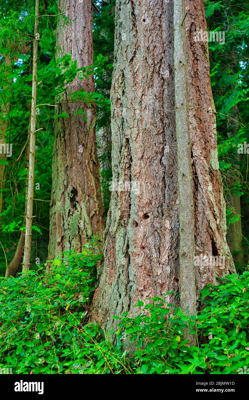 Douglas firs, Pseudotsuga menziesii, Newcastle Island, Nanaimo, British