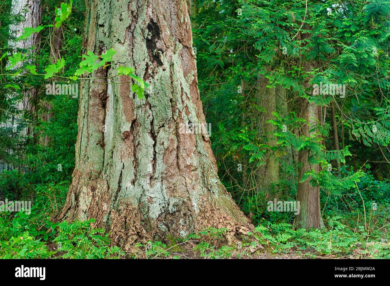 Douglas firs, Pseudotsuga menziesii, Newcastle Island, Nanaimo, British