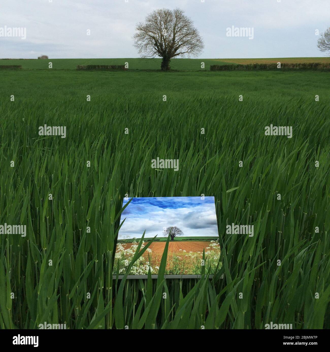 Painting lying in a field in front of a tree, France Stock Photo