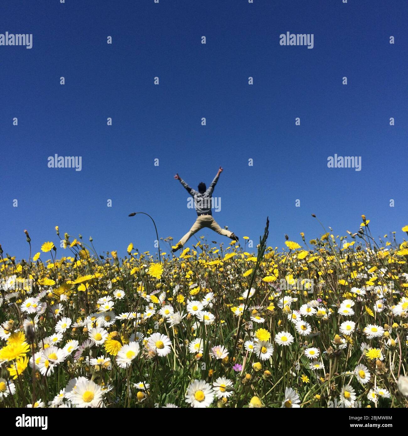 Man jumping mid air in a field of daisies and dandelions, France Stock Photo