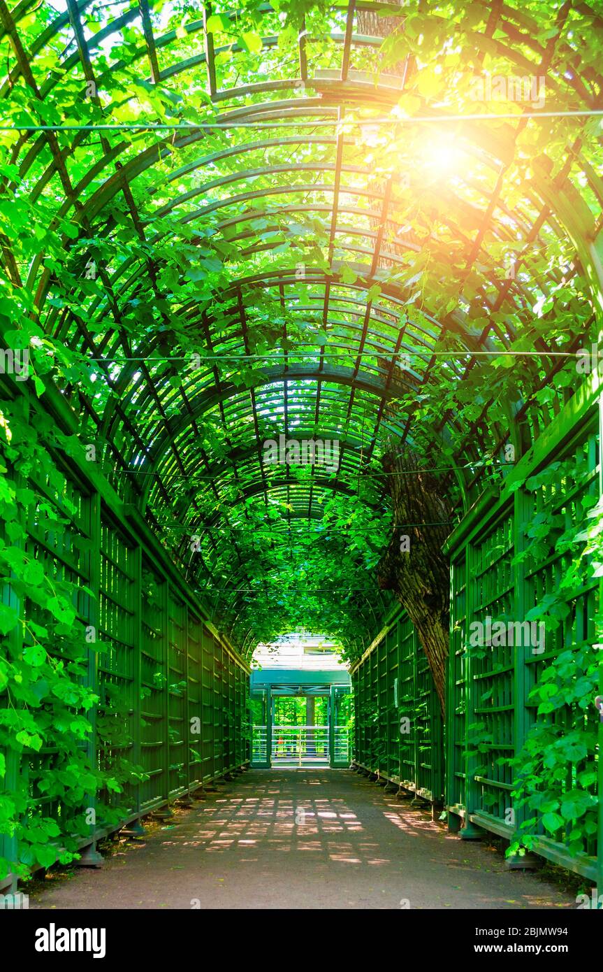 Summer landscape - metal ached tunnel covered with green climbing plants, summer garden landscape Stock Photo