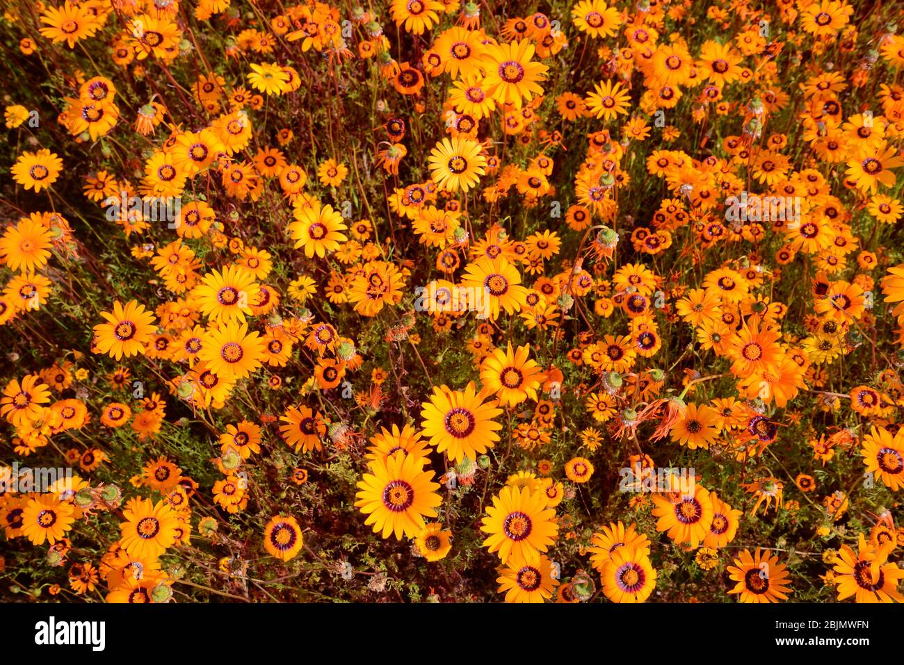 South African outdoor photos by Friedrich von Horsten. Stock Photo