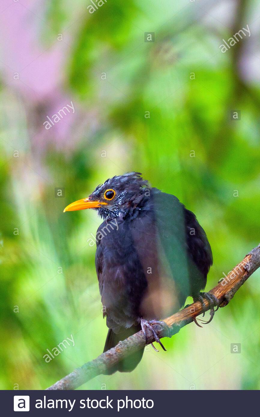 Blackbird Turdus Merula Mirlo Comun Castilla Y Leon Spain Europe Stock Photo Alamy