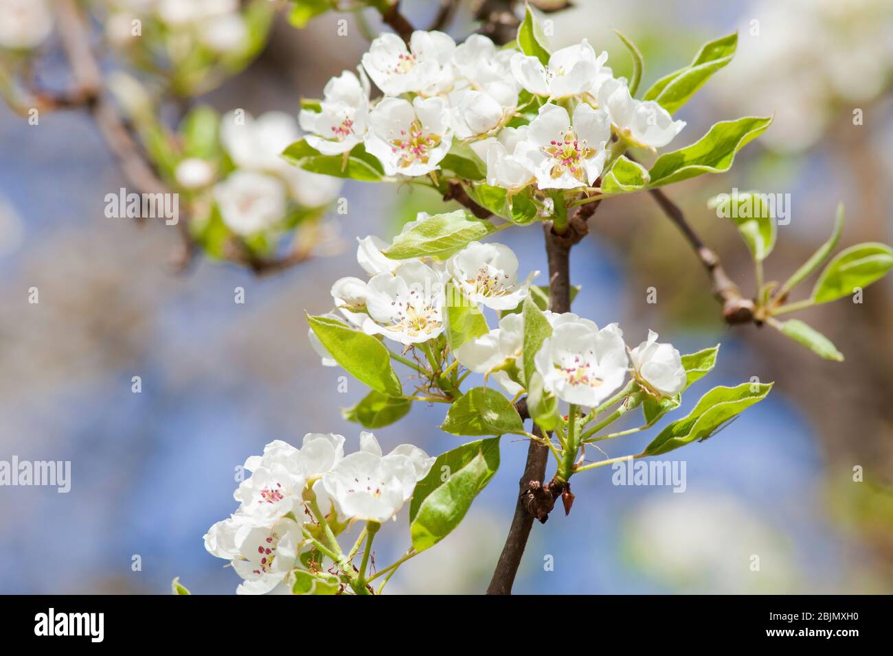 Closeup of Cherry Flower at Blossom in Spring Stock Photo