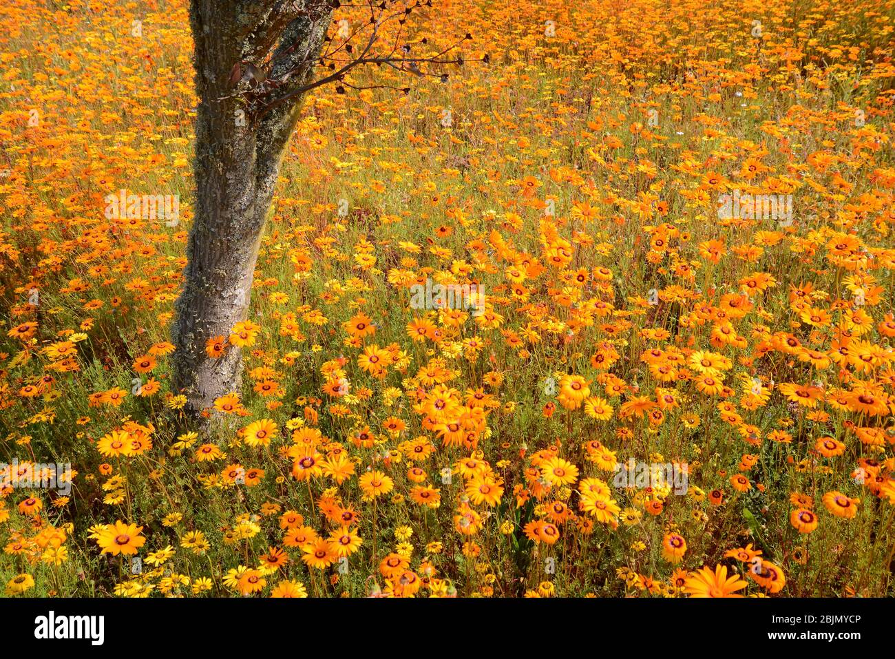 South African outdoor photos by Friedrich von Horsten. Stock Photo