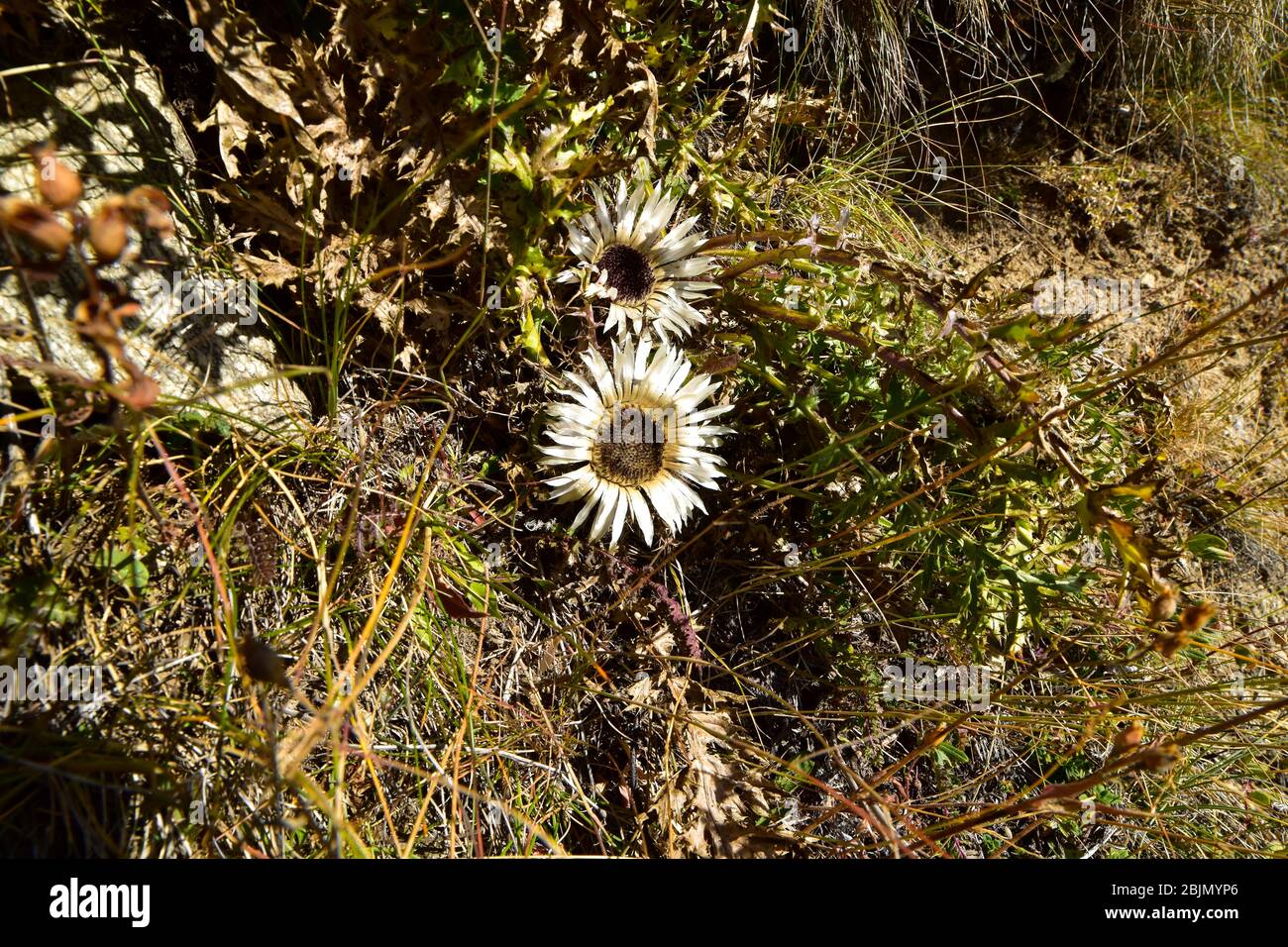 Flowers of Stemless Carline Thistle (Carlina acaulis). Stock Photo
