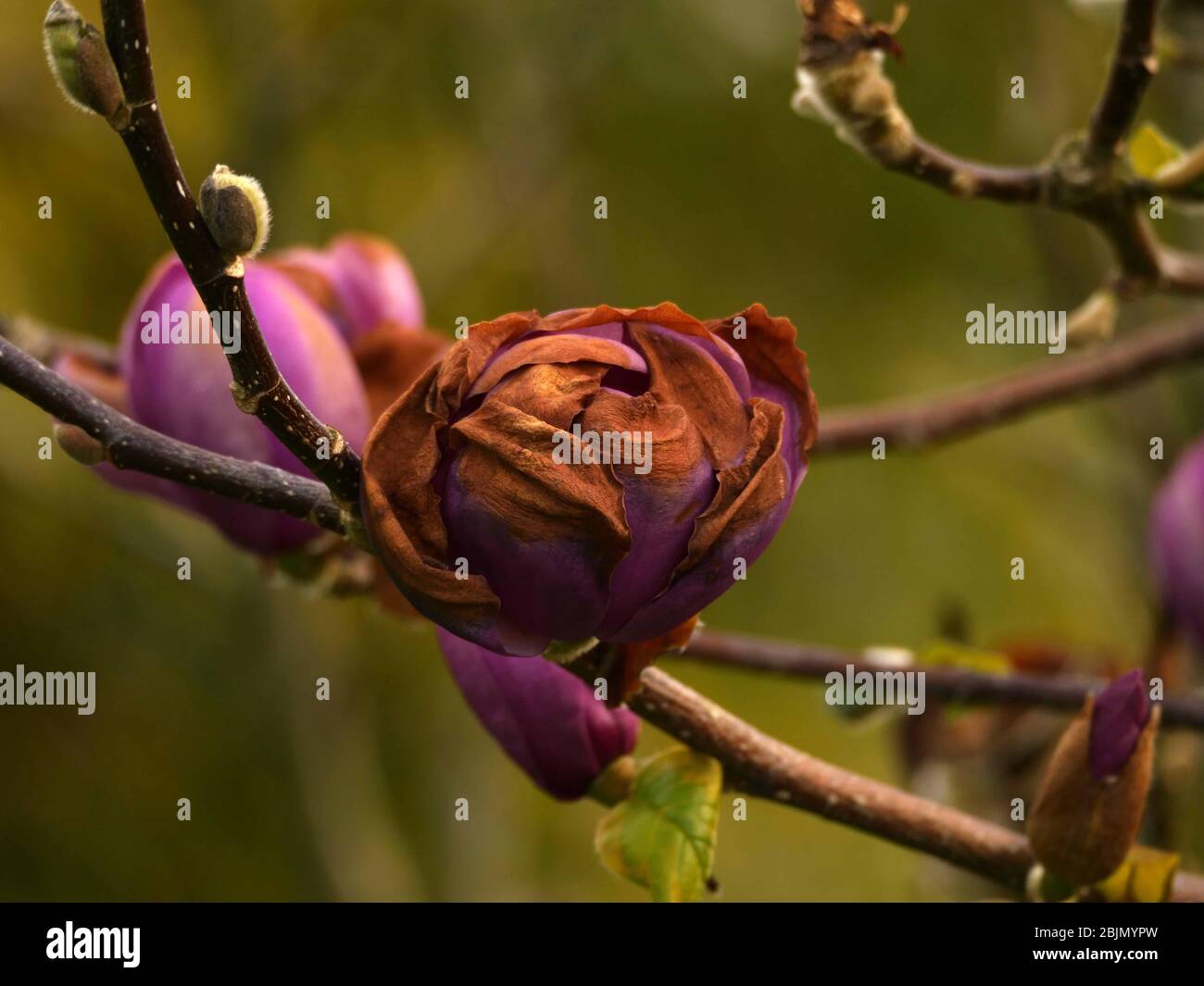 Black tulip magnolia hires stock photography and images Alamy
