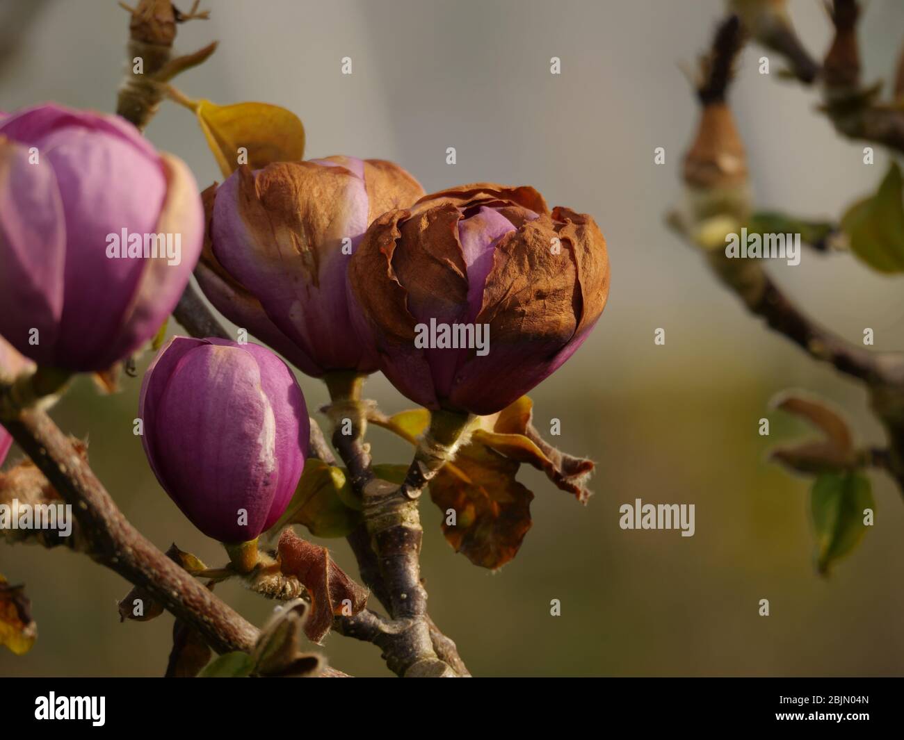Magnolia flower Black Tulip damaged by frost Stock Photo Alamy