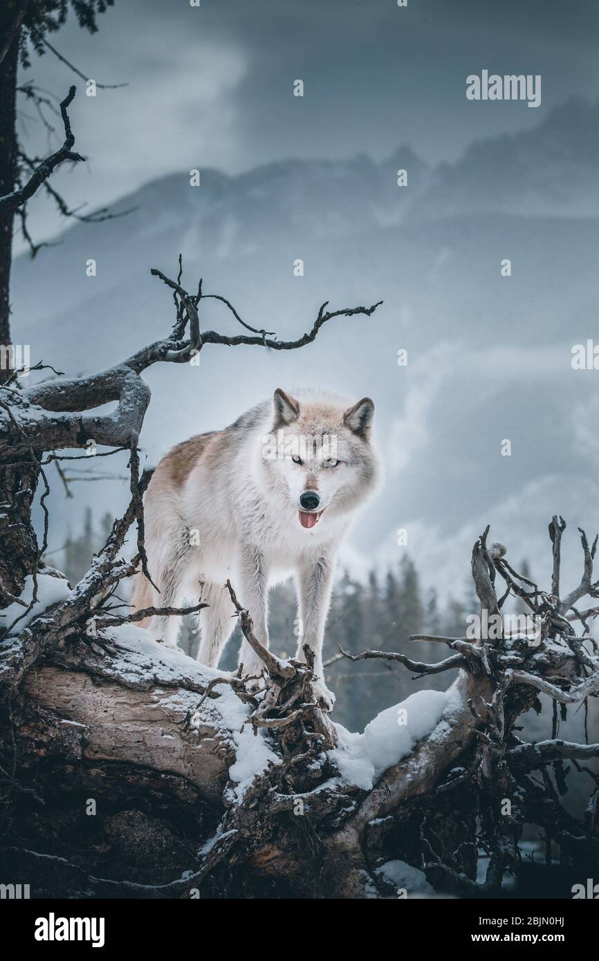 Dead wolf hi-res stock photography and images - Page 2 - Alamy