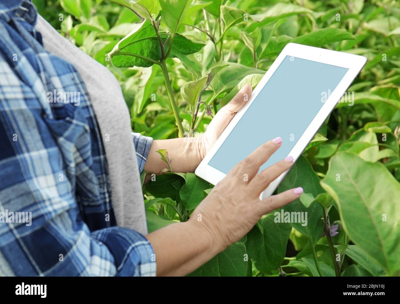 Female agronomist using tablet computer hi-res stock photography and ...
