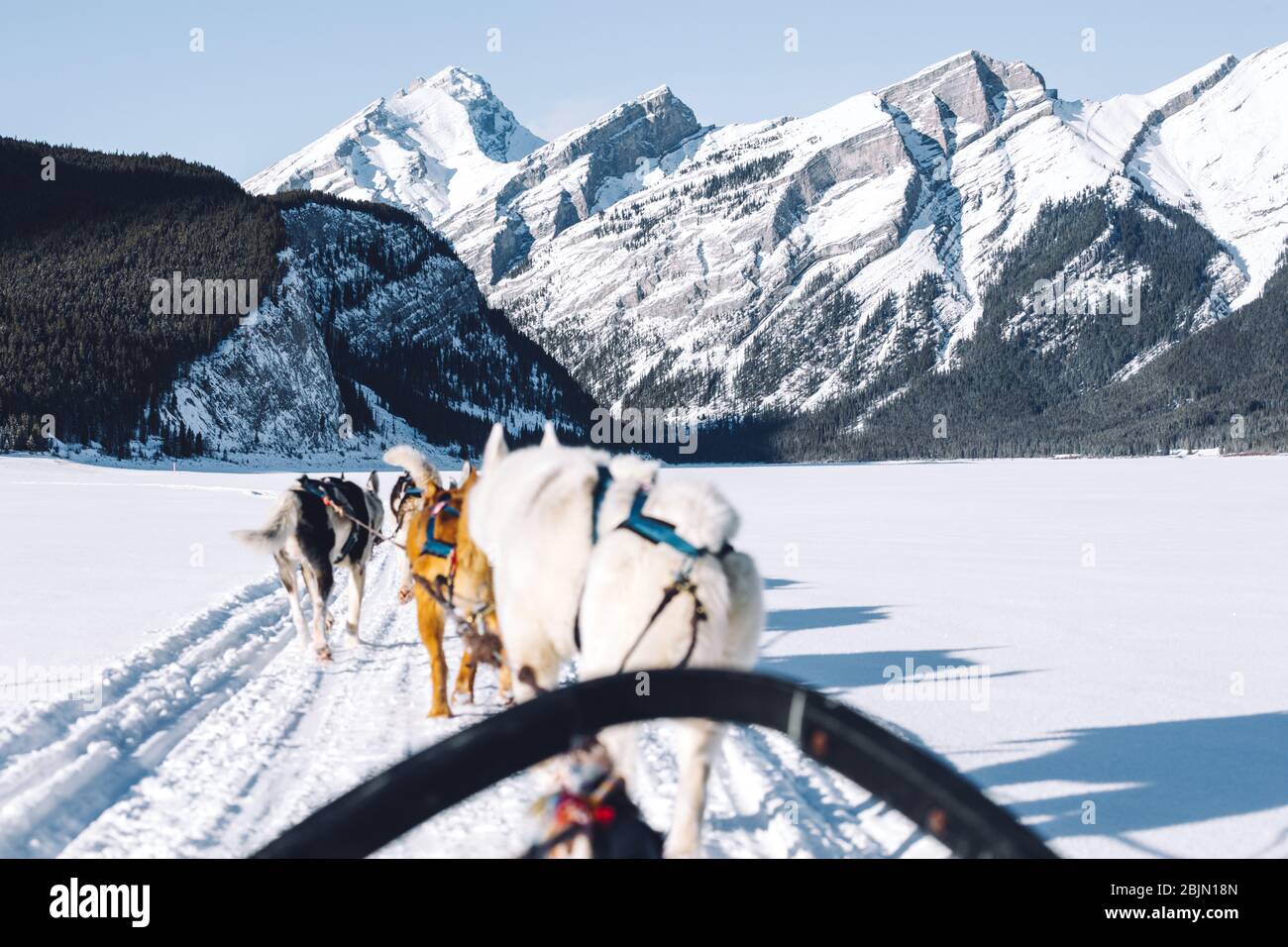 Dogs pulling a sledge, Spray Lakes, Kananaskis Country, Canmore, Alberta, Canada Stock Photo