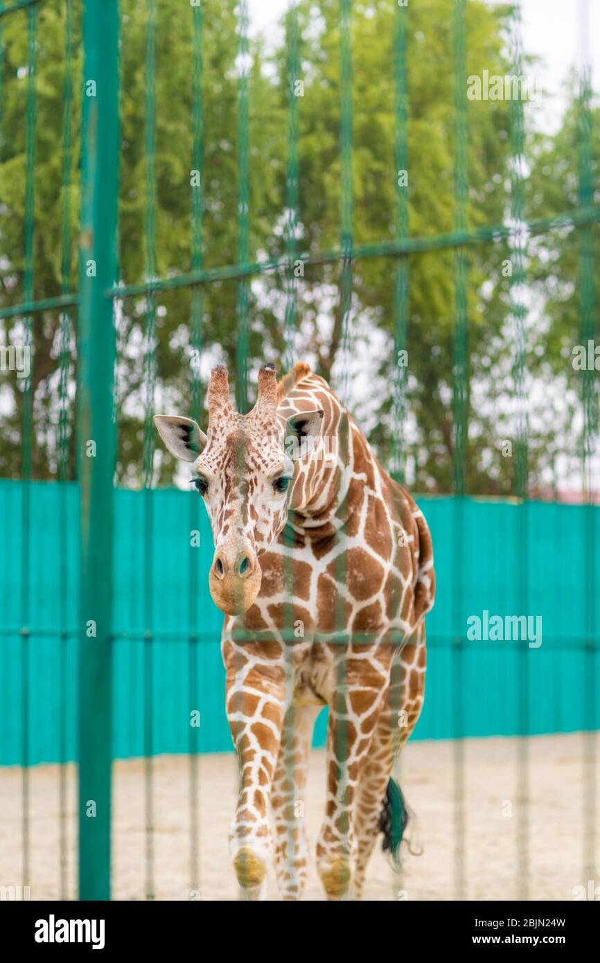 Giraffe at the zoo, behind the cage. Close up photography. Stock Photo