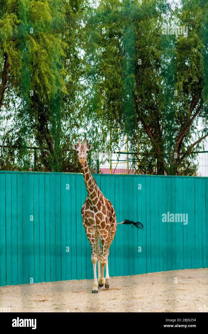 Giraffe at the zoo, behind the cage. Close up photography. Stock Photo