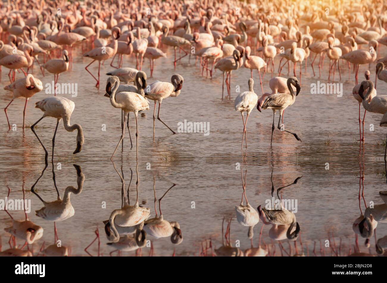 Colony of flamingoes in lake Nakuru, Kenya Stock Photo