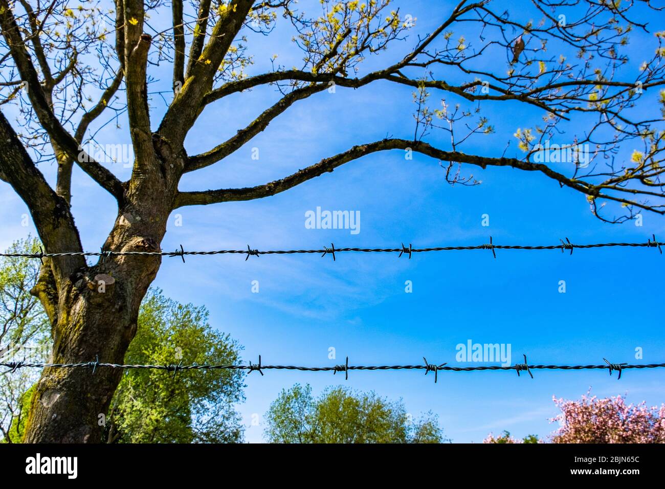 Barbed Wire And Tree High Resolution Stock Photography and Images Alamy