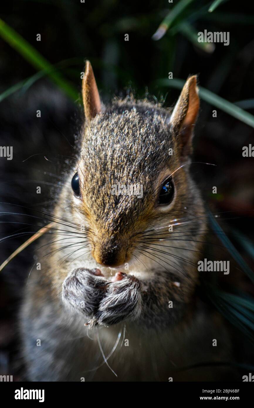 Quietly enjoying a meal. Eastern gray squirrel (Sciurus carolinensis). Florida, U. S. A. , North America. Stock Photo