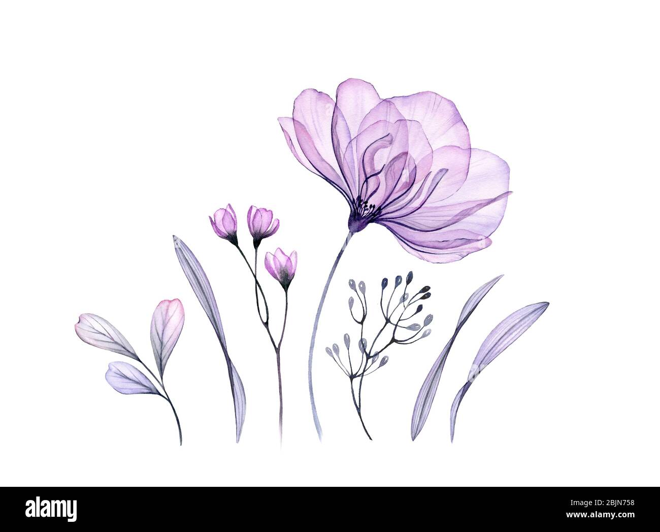 Watercolor floral set in purple. Transparent rose, leaves, branches isolated on white. Botanical abstract collection of illustrations for cards Stock Photo