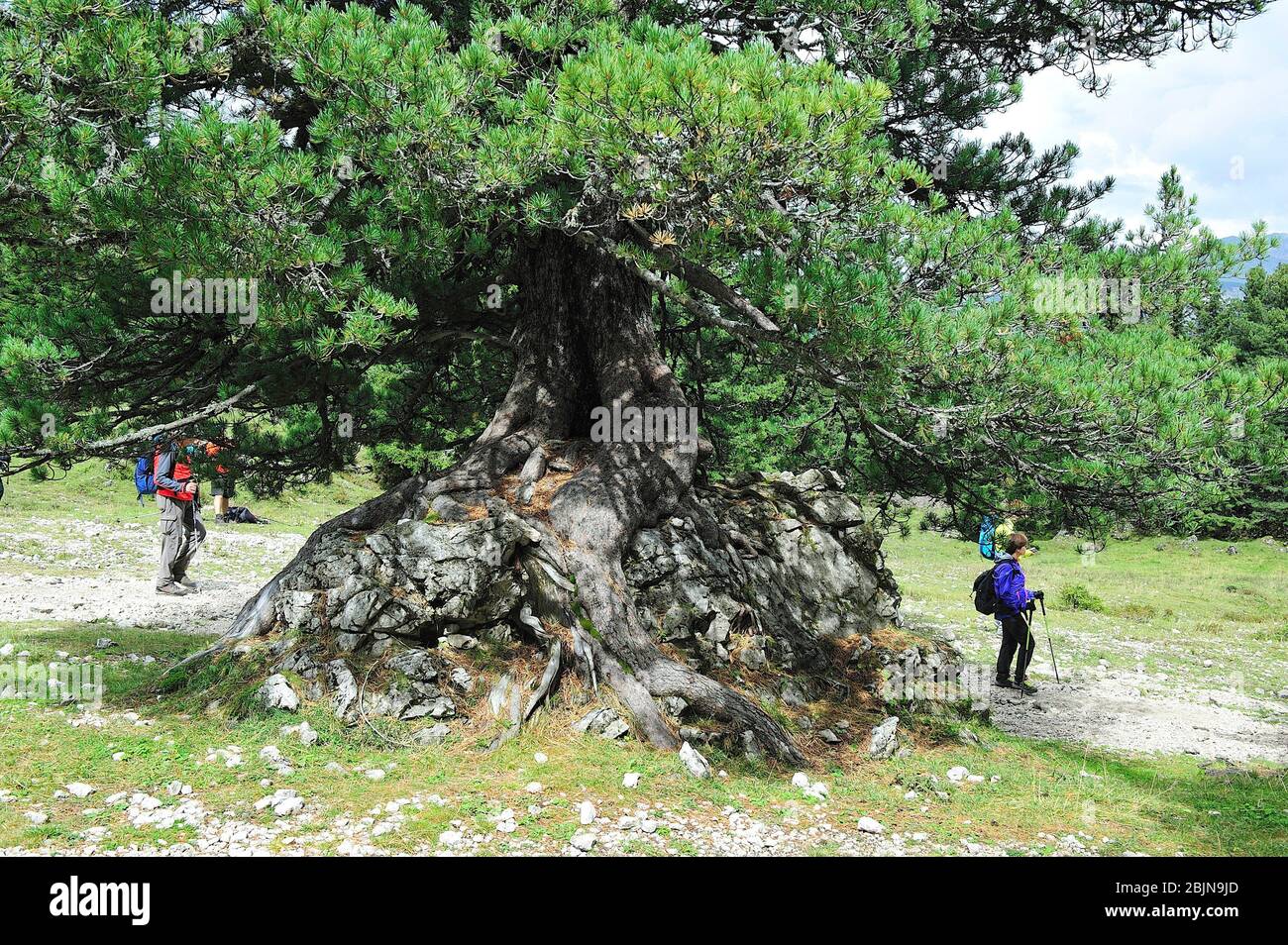 An old pine tree embedded in the rock in the Dolomites. They are a mountain range declared a UNESCO World Heritage Site. Trentino province, Italy Stock Photo