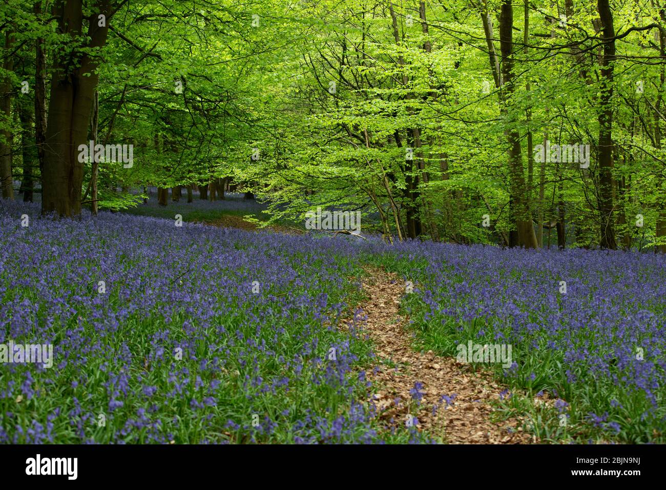 Leafy woodland hi-res stock photography and images - Alamy