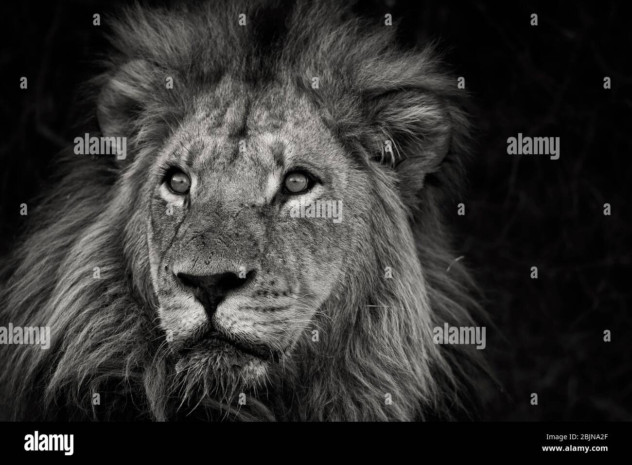 Black And White Lion Portrait High Resolution Stock Photography and ...