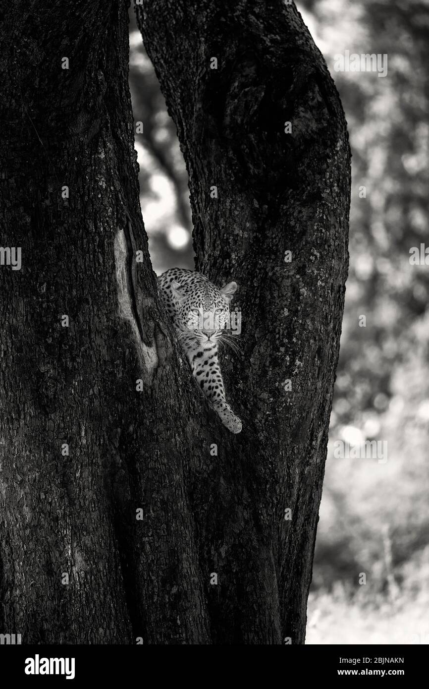 Black leopard tree hi-res stock photography and images - Alamy