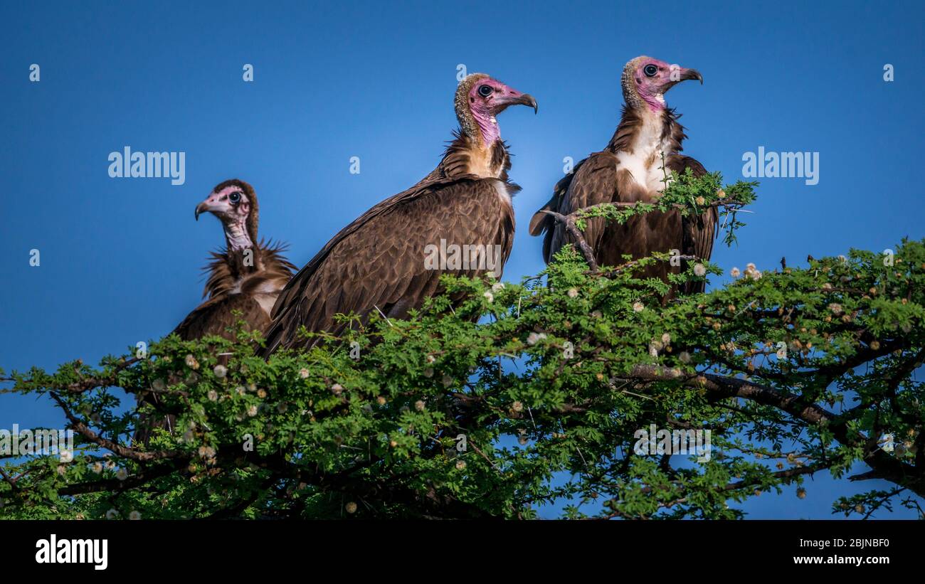 Image taken during a trip to Southern Ethiopia, Omo valley, hooded vulture Stock Photo
