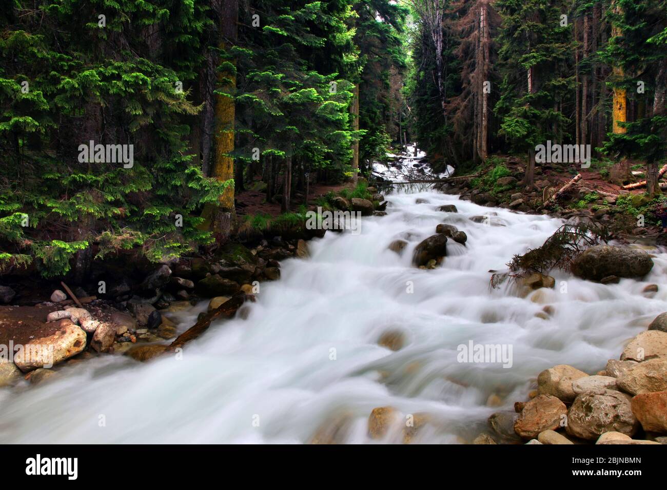 Forest landscape and mountain river  in the vicinity of Dombay, Russia Stock Photo